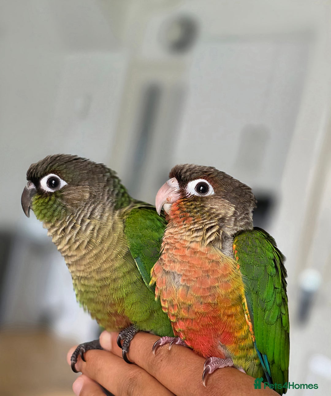 Conures birds for sale: Handreared Tame Baby Conures  - Image 9