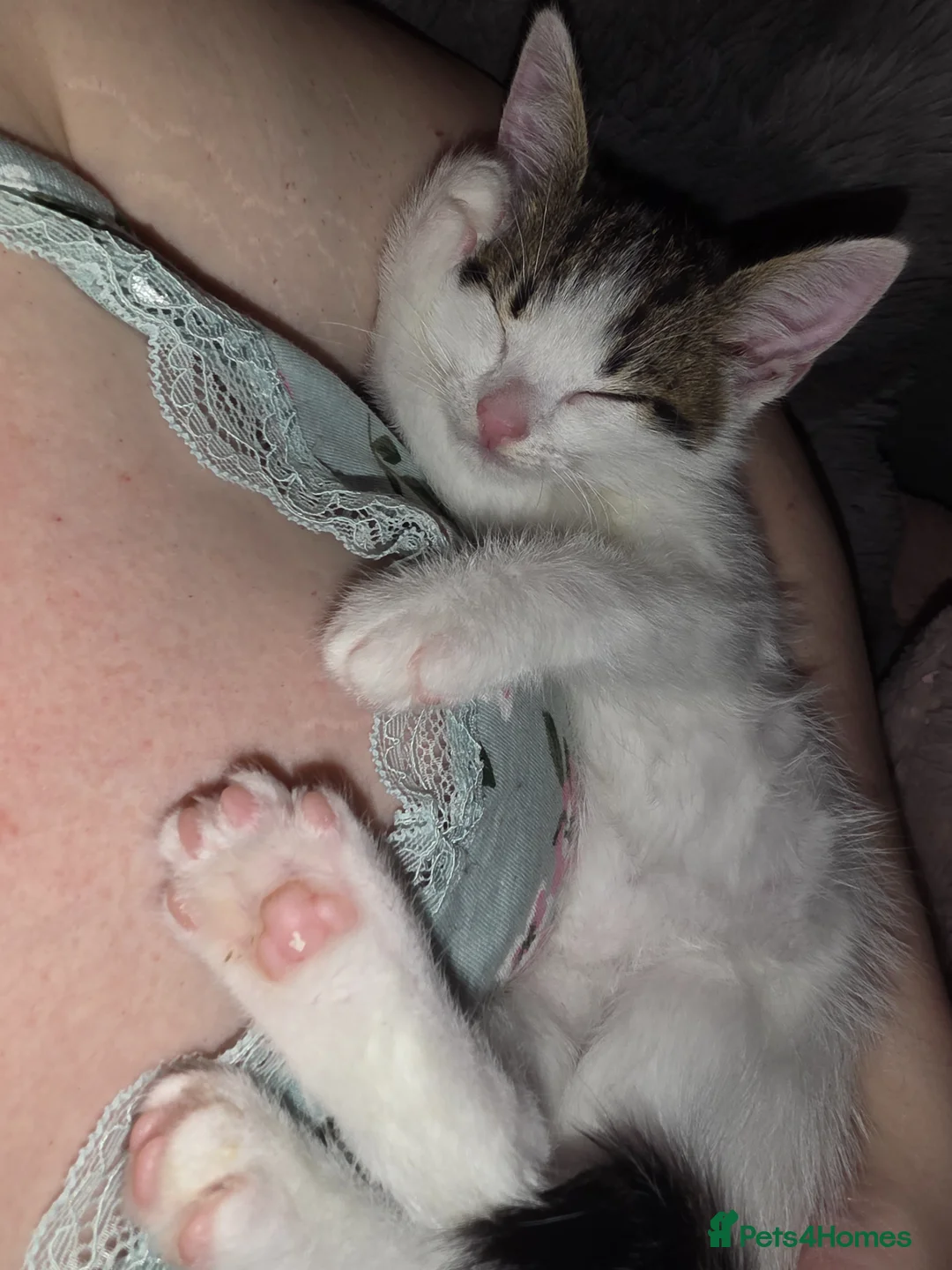 Mixed Breed cats for sale: Odd eyed kitten - Advert 2