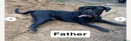 Cane Corso dogs for sale: Male cane corso - Advert 4