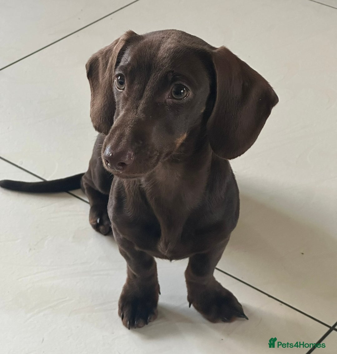 Miniature Dachshund dogs for sale: 2 miniature daschunds - Image 4
