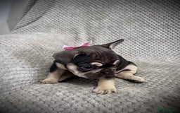 French Bulldog dogs for sale: Gorgeous Puppies ready to be reserved  - Image 11
