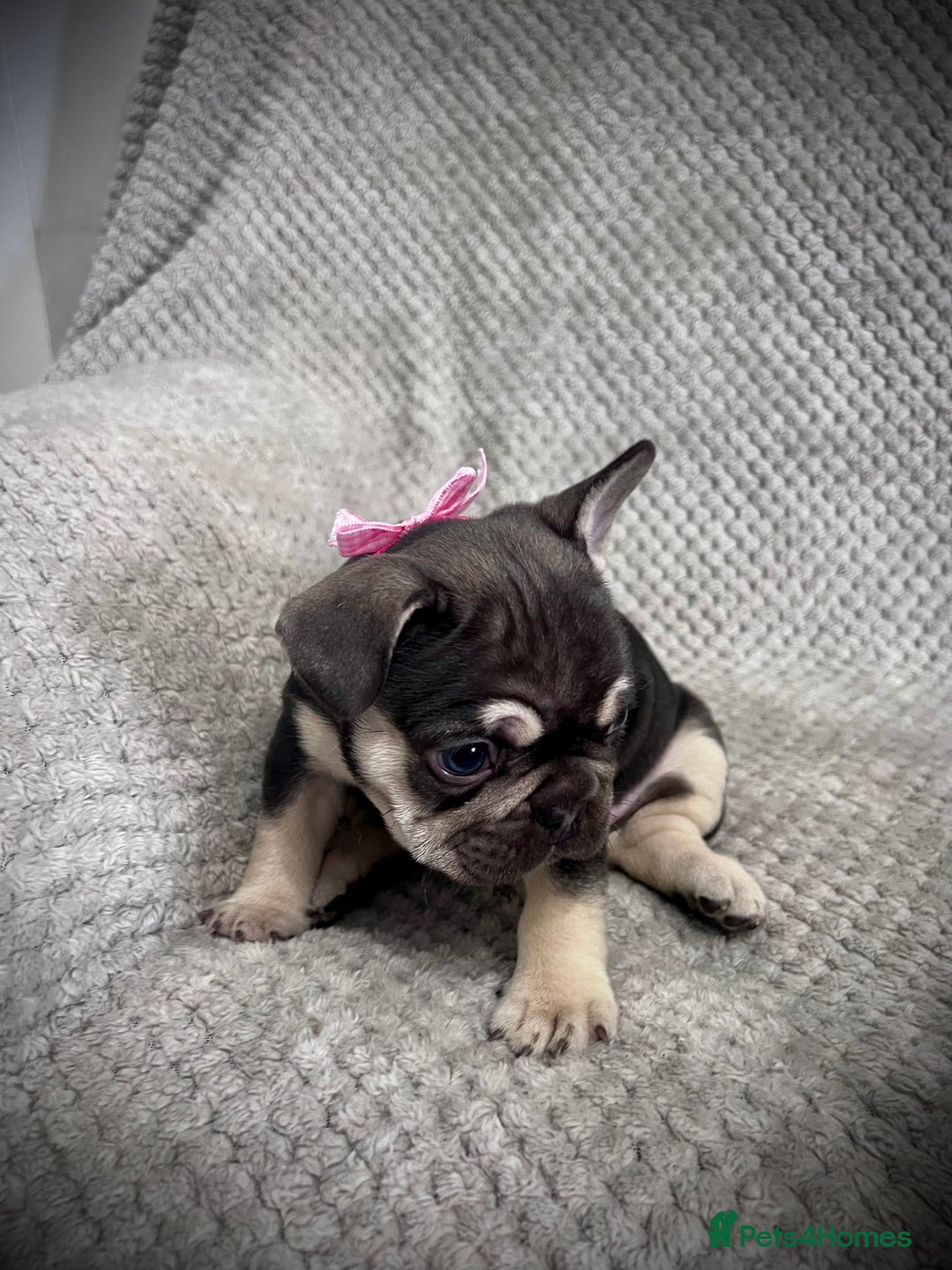 French Bulldog dogs for sale: Gorgeous Puppies ready to be reserved  - Image 11