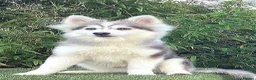 Pomsky dogs for sale: Pomsky Puppys For Sale - Advert 25
