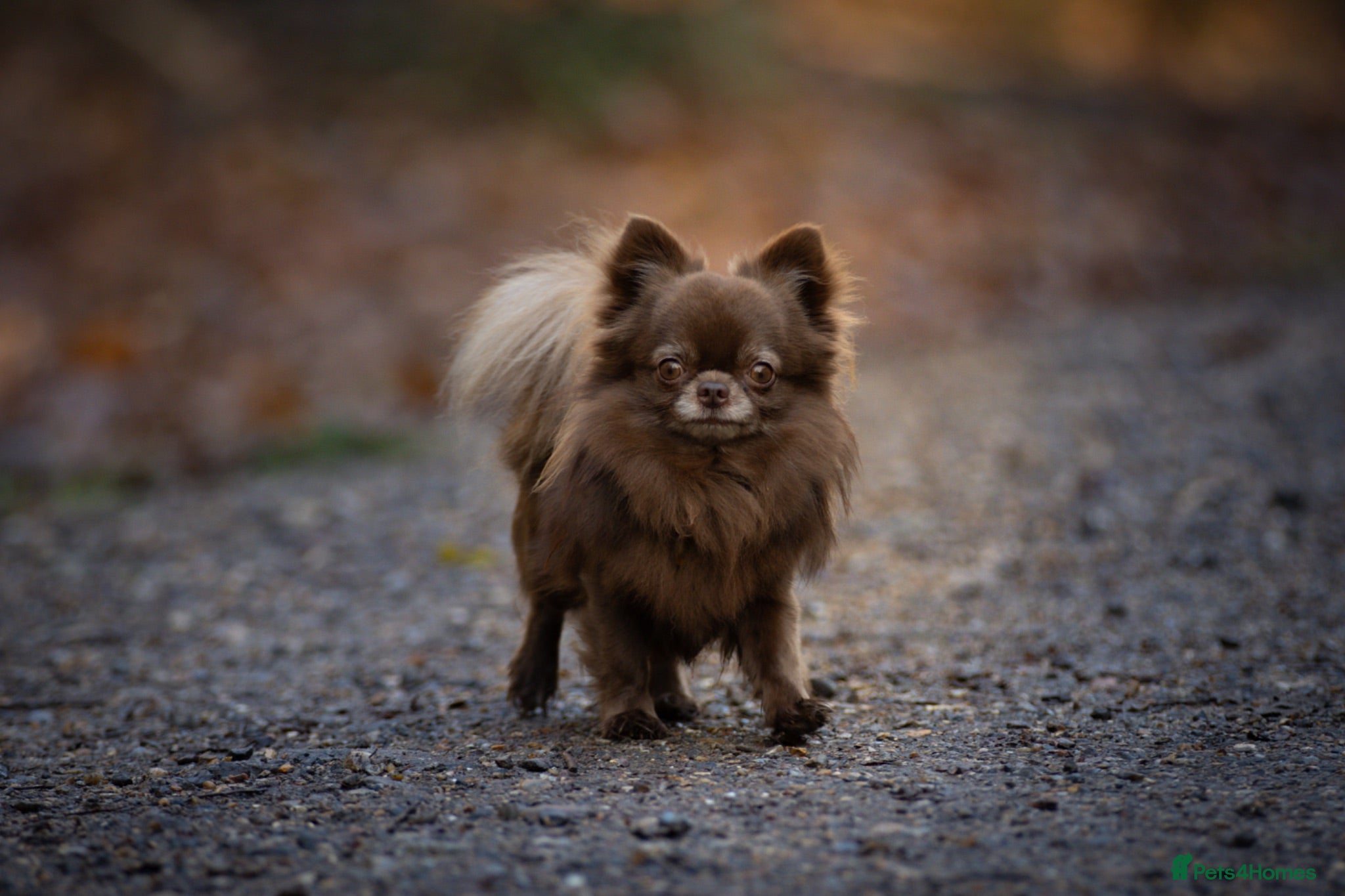 Chihuahua dogs FULLY HEALTH TESTED STUD - Advert 21