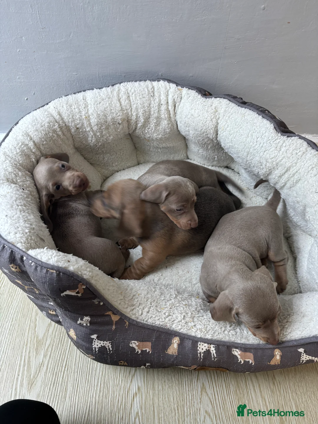 Dachshund dogs for sale: 4 beautiful Isabella and tan puppy’s  - Advert 8
