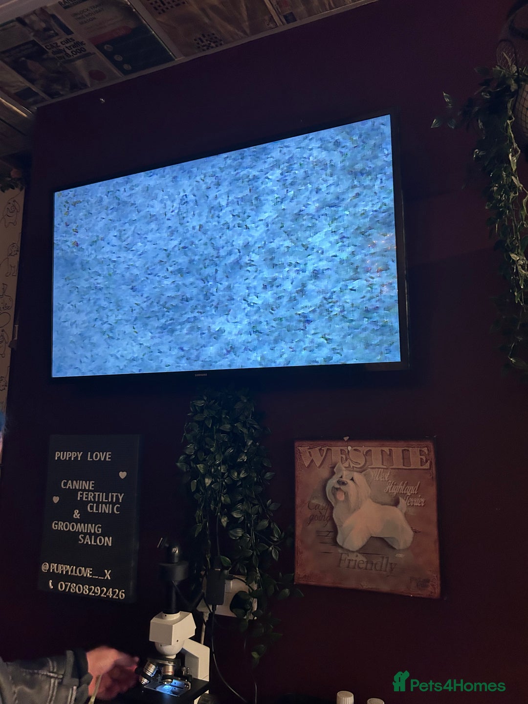 Dobermann dogs for stud: Doberman STUD available  - Advert 6