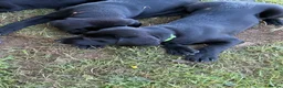 Labrador Retriever dogs for sale: Labrador x Labrador/flat coat retriever puppies - Advert 22
