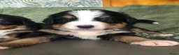 Bernese Mountain Dog dogs for sale: Stunning Bernese mountain puppies - Advert 5