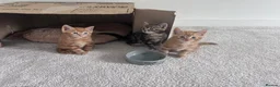 Domestic Shorthair cats for sale: 4 male, 1 female kitten  - Advert 22