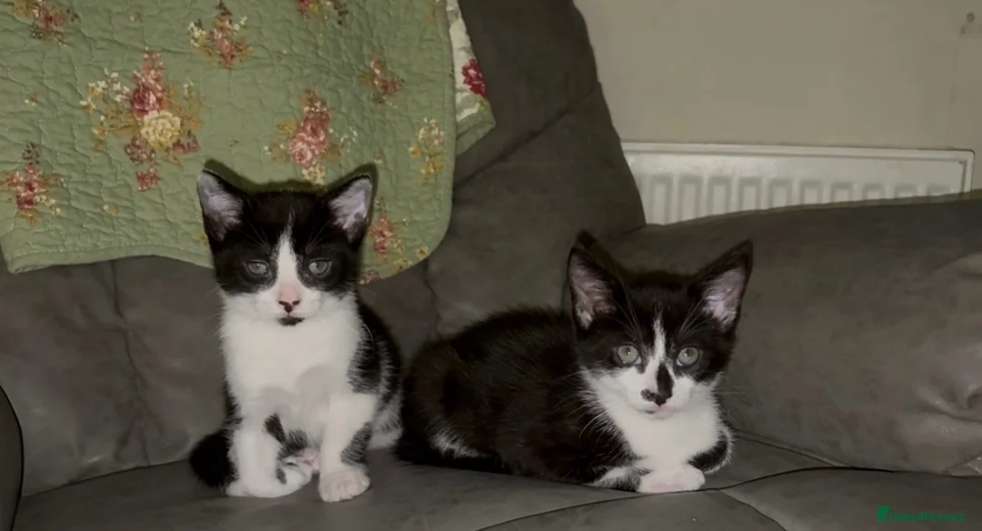 British Shorthair cats for sale: 2 male kittens in Kettering - Advert 3