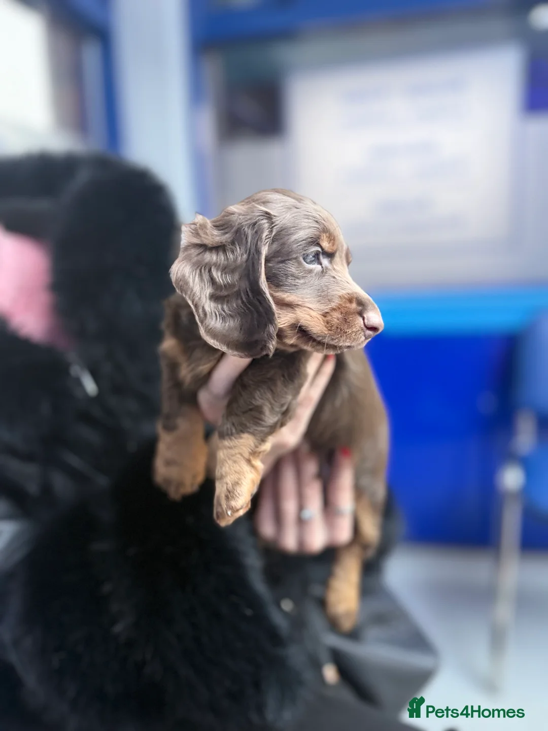 Miniature Dachshund dogs for sale: Mini long hair dachshunds  - Advert 21