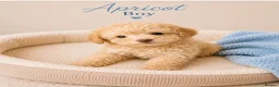 Toy Poodle dogs for sale: Chocolate & Toy Poodle Babies READY NOW - Advert 14