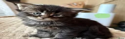Maine Coon cats for sale: Fluffy Maine Coon Kittens - Advert 28