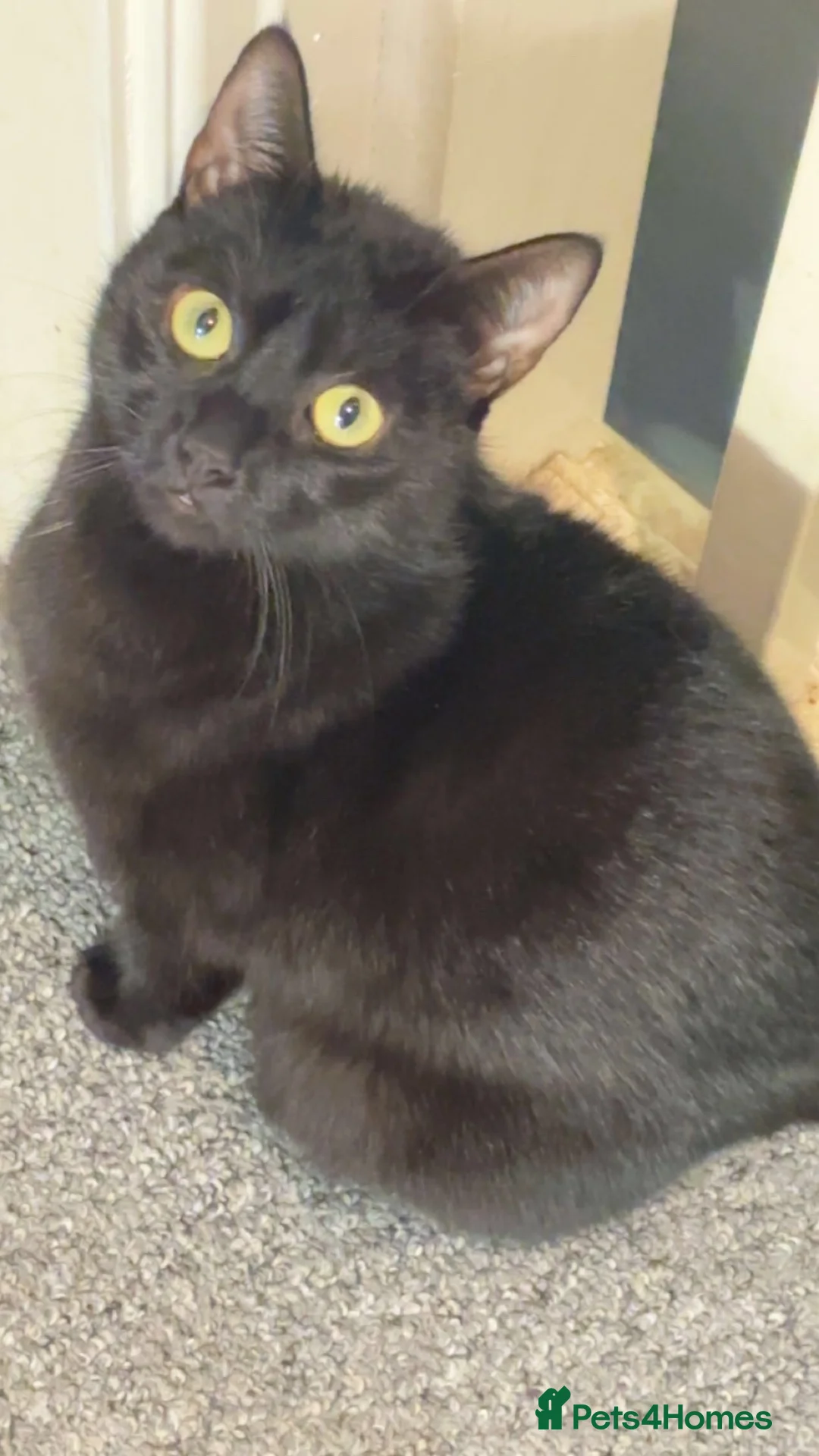 Bombay cats for sale: Beautiful kittens for sale  - Advert 1