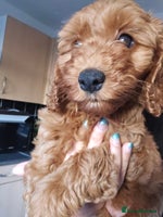 Cockapoo dogs - Advert 16