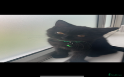 British Shorthair cats for sale: British shorthead cat - Image 2