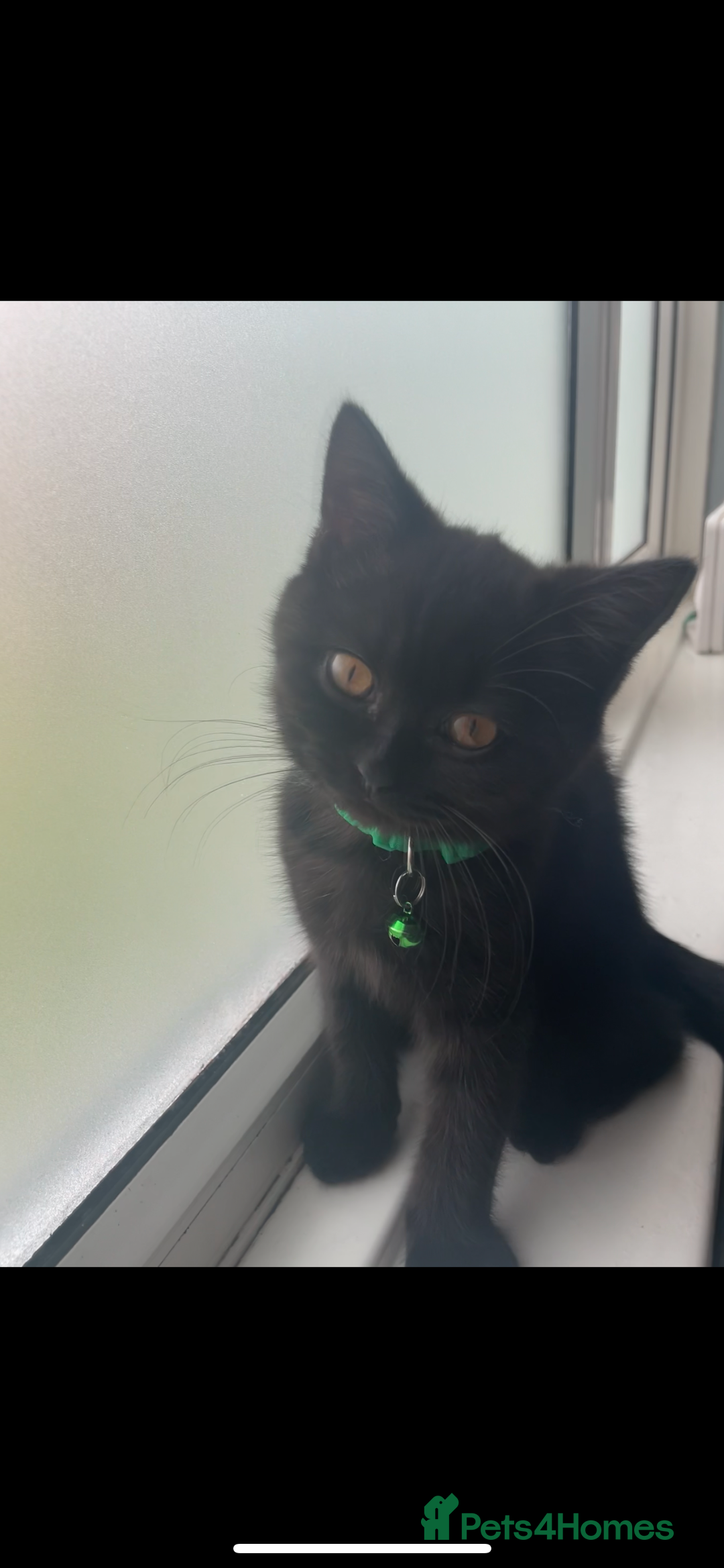 British Shorthair cats for sale: British shorthead cat - Image 2