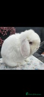 Mini Lop rabbits - Advert 1
