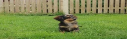 Mixed Breed dogs for sale: 💕 Adorable Tiny Pomweenie Puppies 💕 - Advert 1