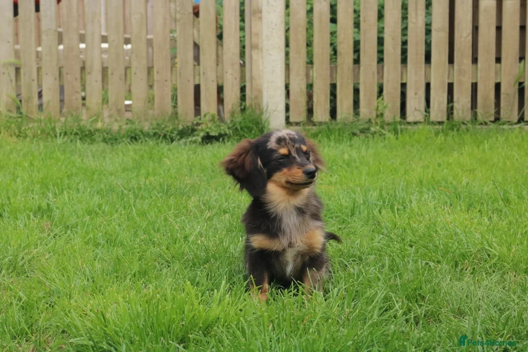 Mixed Breed dogs for sale: 💕 Adorable Tiny Pomweenie Puppies 💕 - Advert 1