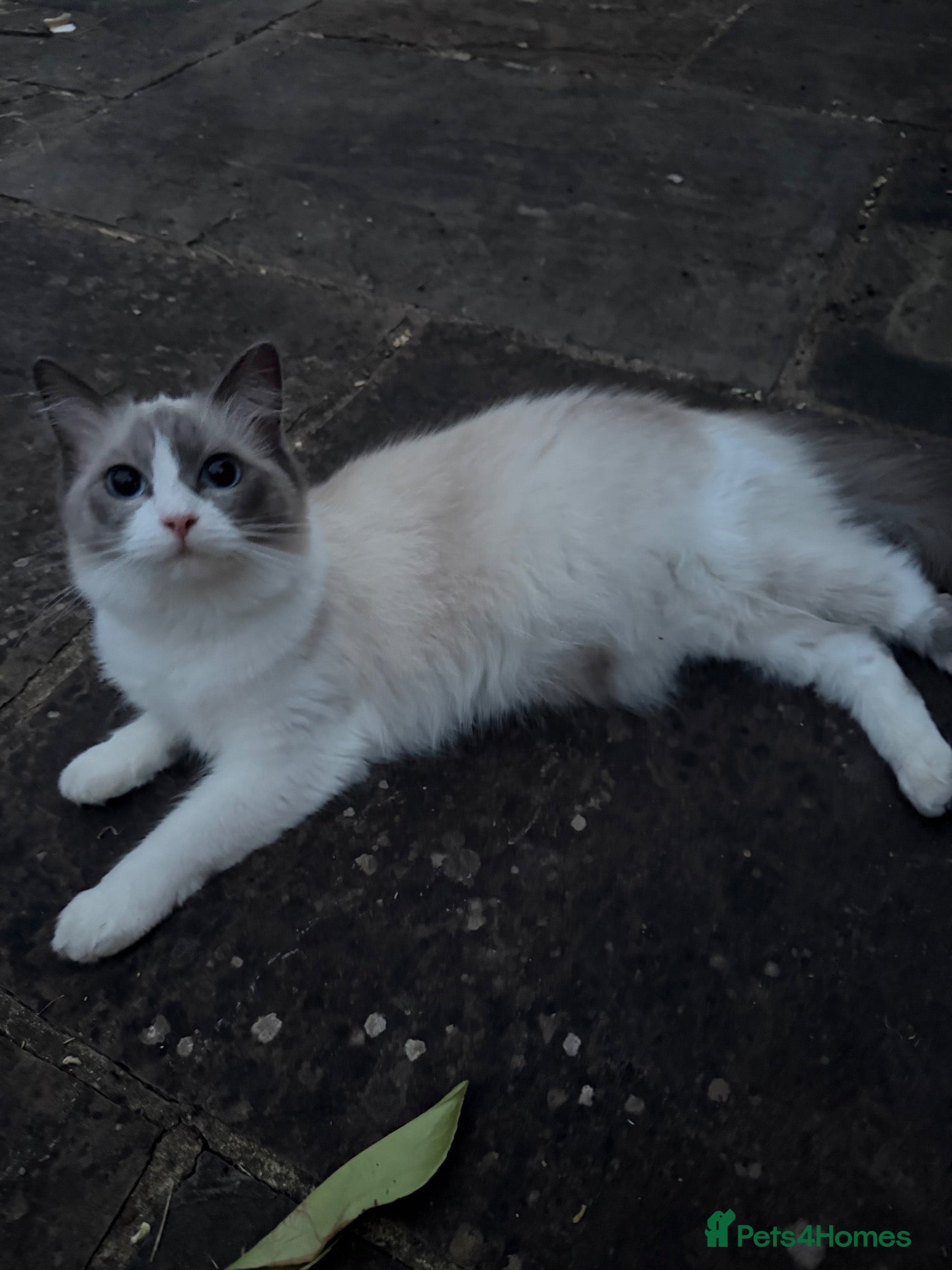 Ragdoll cats Pure Ragdolls Girl kittens - Advert 1