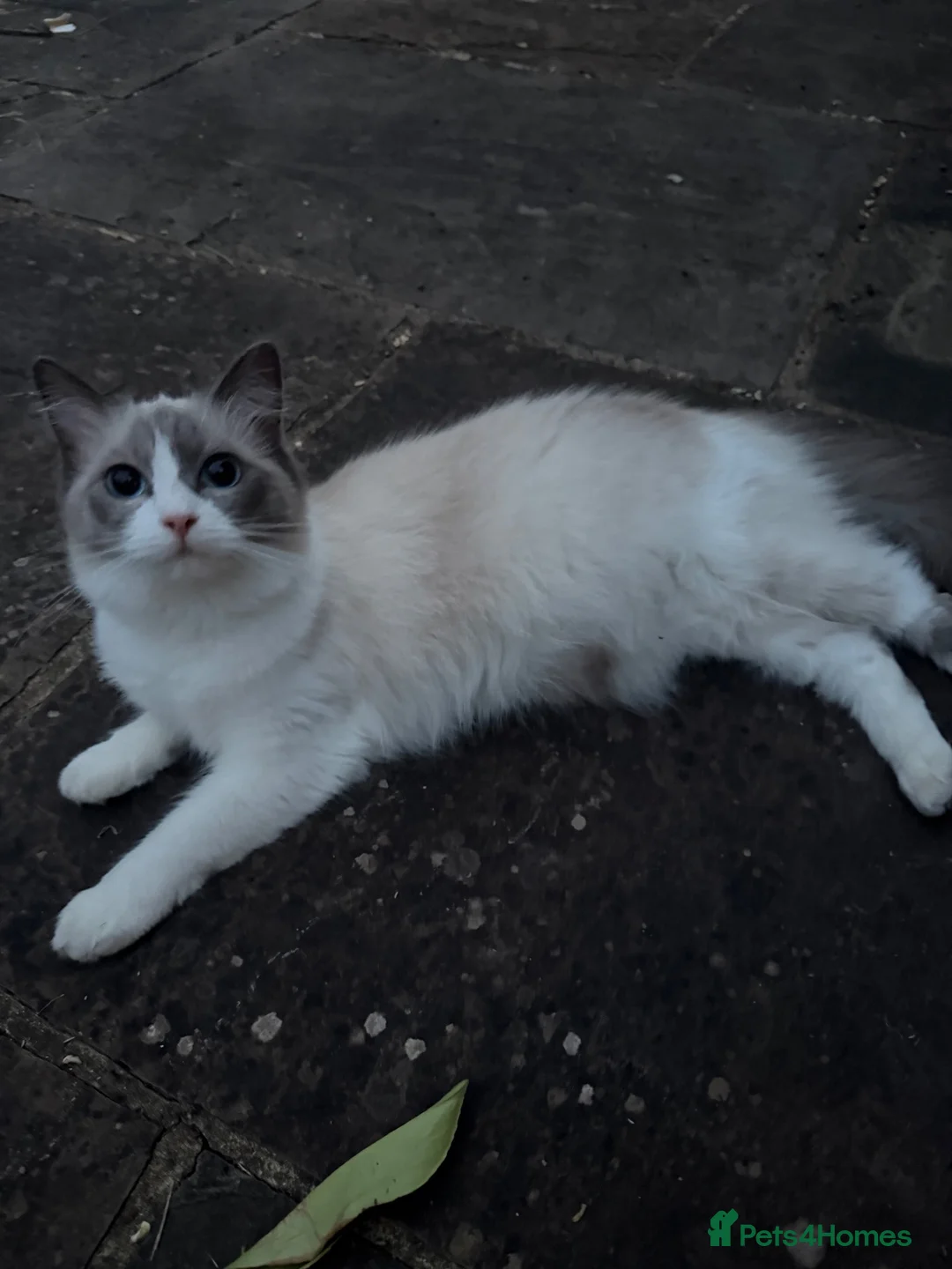 Ragdoll cats for sale: Pure Ragdolls Girl kittens - Advert 2