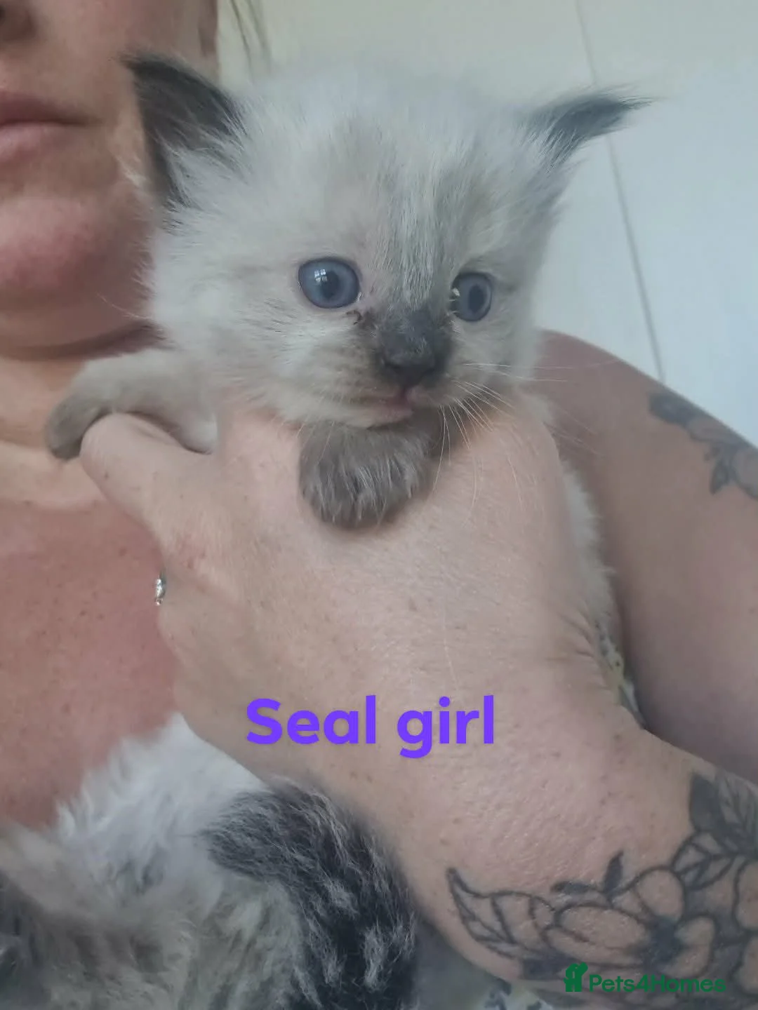 Ragdoll cats for sale: Ragdoll kittens  - Advert 2