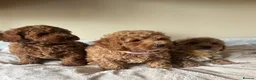 Cavapoochon dogs for sale: Cavapoochon puppies  - Advert 3