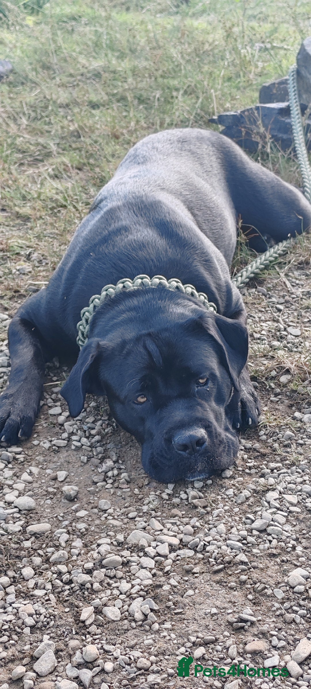 Cane Corso dogs for sale: Cane Corso  - Advert 7
