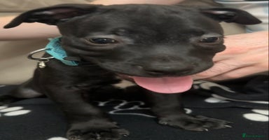 Staffordshire Bull Terrier dogs - Advert 4