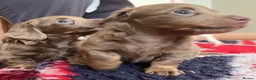 Miniature Dachshund dogs for sale: ♥️ long haired mini daxi ♥️ - Advert 5