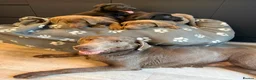 Labrador Retriever dogs for sale: Exceptional Silver & Charcoal Labrador Puppies - Advert 8