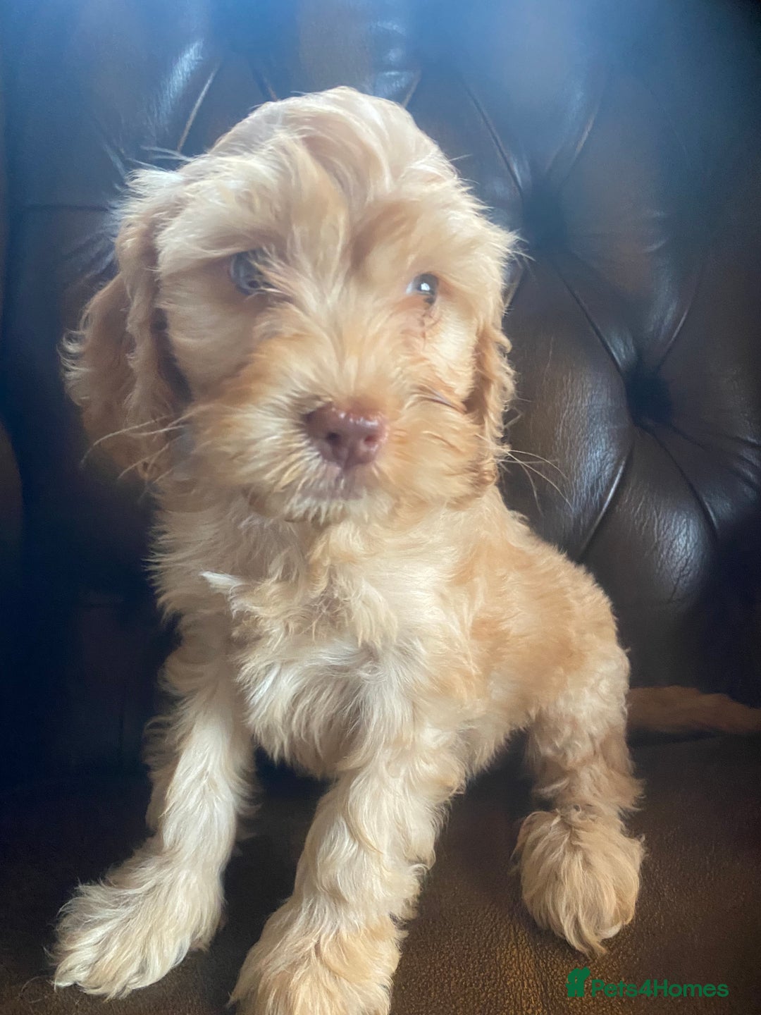 Cockapoo dogs for sale: Cockapoos  - Image 1