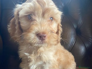 Cockapoo dogs - Advert 24