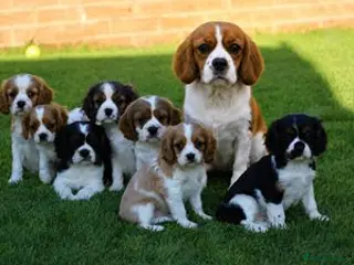 Cavalier King Charles Spaniel dogs Playful PUG x CAVALIER puppies for sale - Advert 2