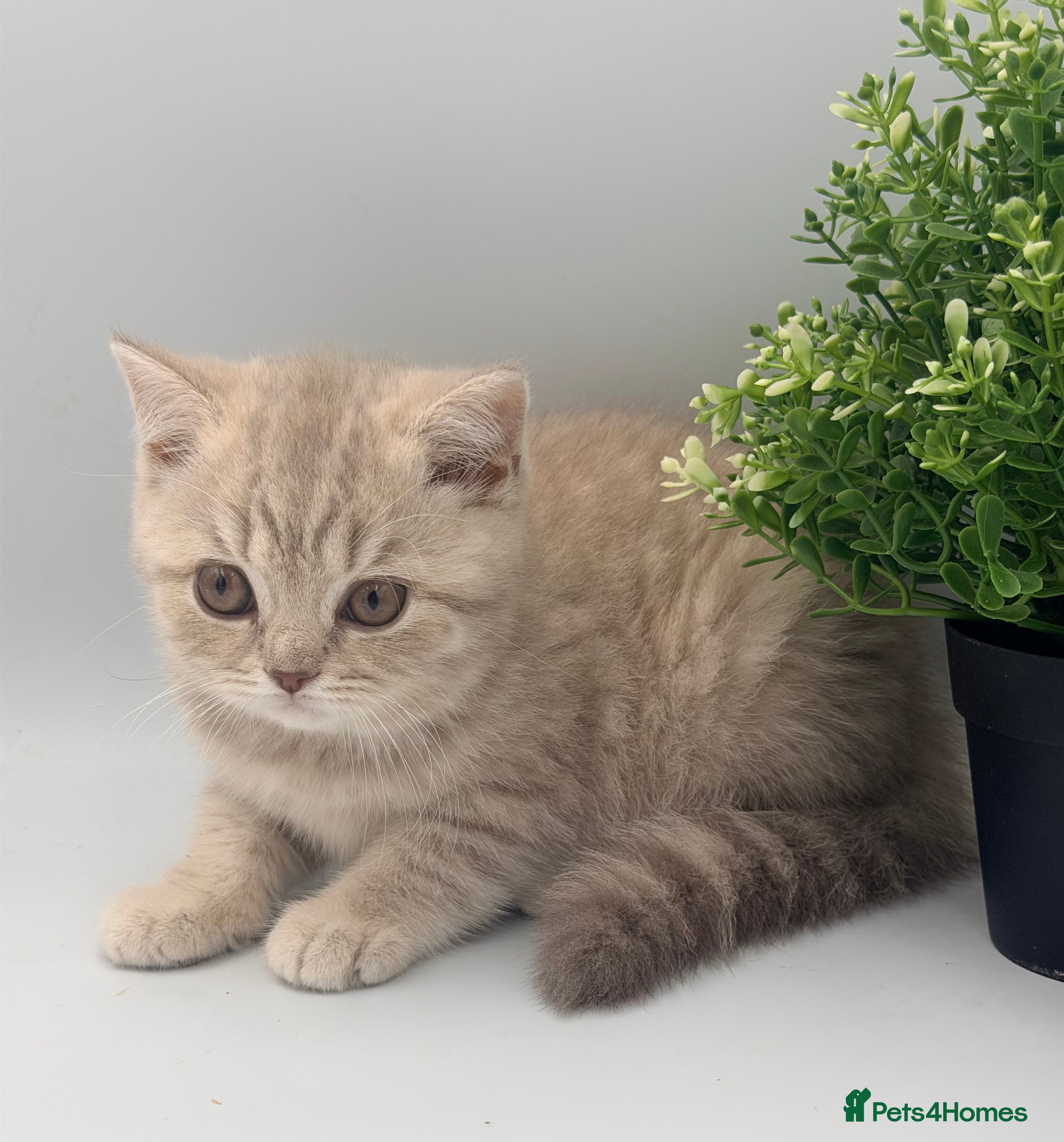 British Shorthair cats PEDIGREE REGISTERED CHUNKY BRITISH SHORTHAIRS  - Advert 14