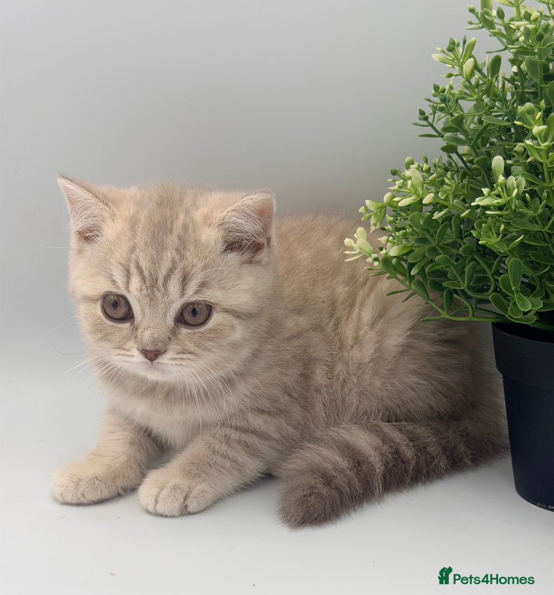 British Shorthair cats for sale: PEDIGREE REGISTERED CHUNKY BRITISH SHORTHAIRS  - Advert 1