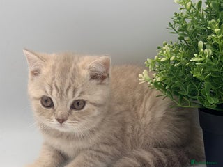 British Shorthair cats PEDIGREE REGISTERED CHUNKY BRITISH SHORTHAIRS - Advert 6