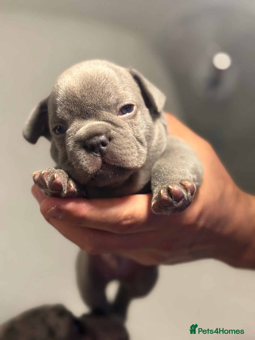 French Bulldog dogs for sale: Boy 1 - Image 10