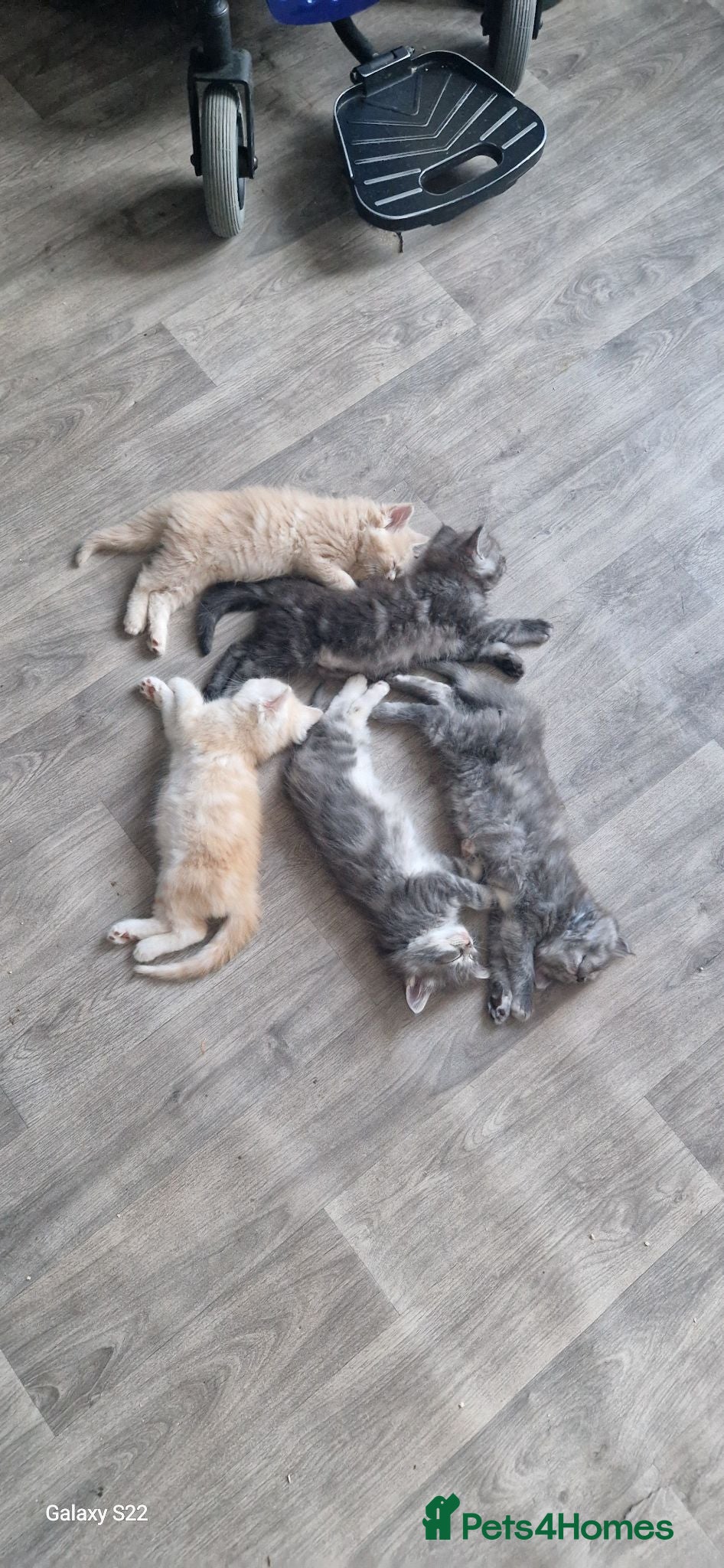 Ragcoon cats Stunning Ragcoon baby's 3 available  - Advert 1