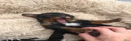 Cavapoo dogs for sale: Stunning Cavapoo puppies 🥰 - Advert 5