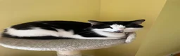 Mixed Breed cats for sale: Mrs wass in Hinckley - Advert 1