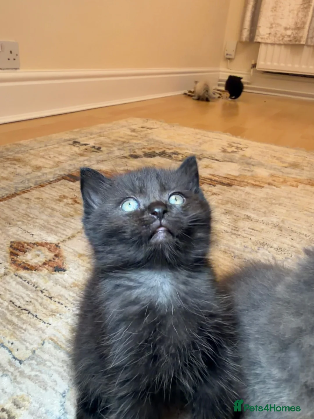 Mixed Breed cats for sale:  3 Beautiful Ragdoll Mix Kittens Left  in Gateshead - Advert 14