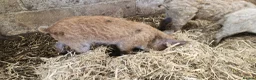 Pig livestock for sale: Manglista Piglets  - Advert 5