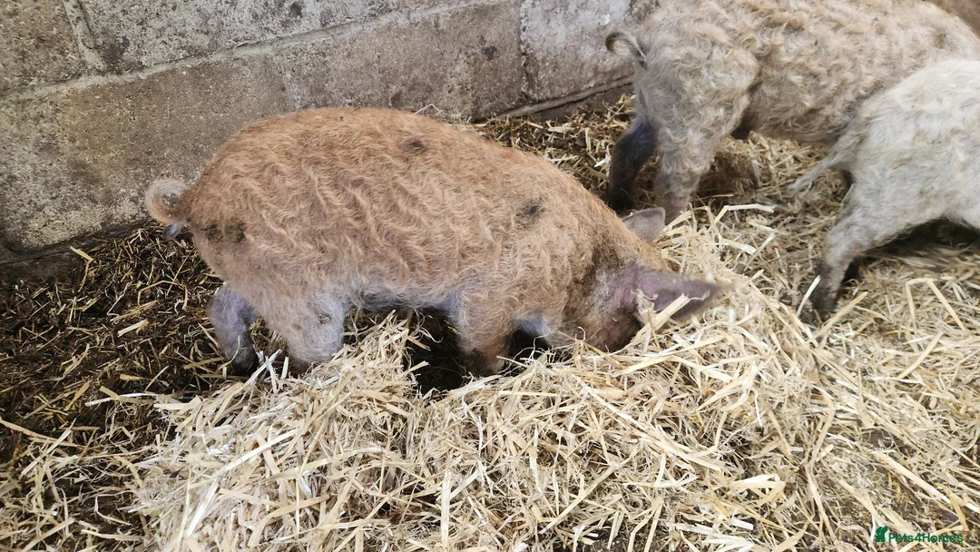 Pig livestock for sale: Manglista Piglets  - Advert 5