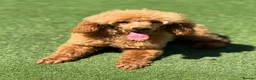 Miniature Poodle dogs for sale: KC Miniature poodle  - Advert 1