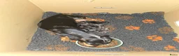 Miniature Dachshund dogs for sale: Only 1 stunning Mini Dachund left - Advert 2