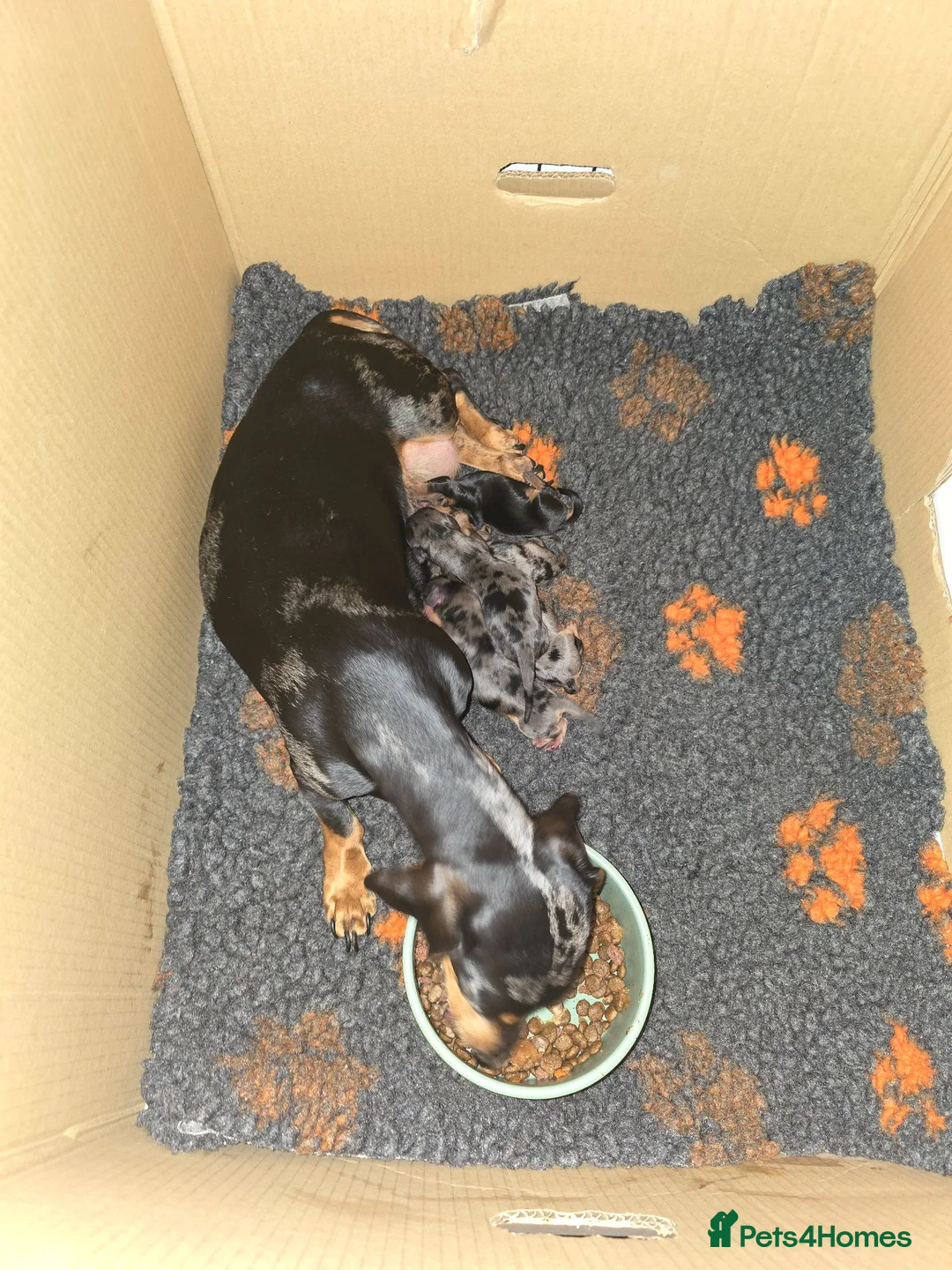 Miniature Dachshund dogs for sale: Only 1 stunning Mini Dachund left - Advert 2