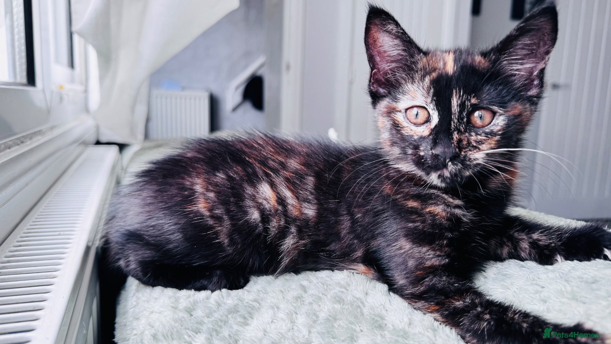 Mixed Breed cats Beautify taby girl waiting you - Advert 1