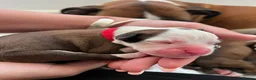 Boxer dogs for sale: Beautiful Boxer Puppies - Advert 20